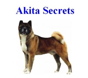 Download Akita Secrets: How to Raise a Happy and Healthy Akita Dog pdf, epub, ebook