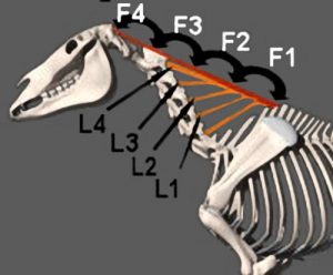 Download Hyperflexion of the Upper Neck pdf, epub, ebook