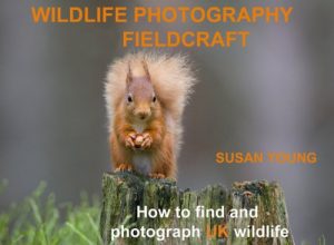 Download Wildlife Photography Fieldcraft pdf, epub, ebook