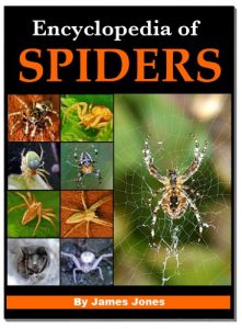 Download Encyclopedia of Spiders pdf, epub, ebook