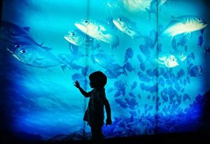 Download Walking around Japan – Osaka Kaiyukan Aquarium (Photo Gallery) pdf, epub, ebook