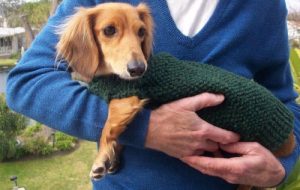 Download Knitting Pattern for Lena’s Miniature Dachshund Dog Sweater pdf, epub, ebook