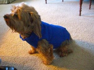 Download Hand Knit Small Dog Sweater (Knitting) pdf, epub, ebook