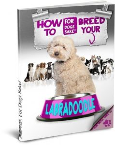 Download How to Breed your Labradoodle pdf, epub, ebook