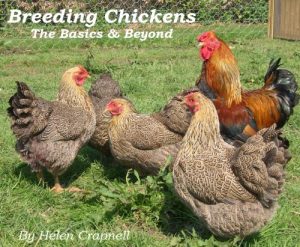 Download Breeding Chickens – the Basics and Beyond pdf, epub, ebook